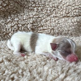 Tiny, Lavender Merle sable Parti girl - Lavender female Pomeranian puppy in Princeton, New Jersey from PureLove Poms.
