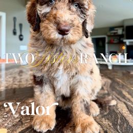Valor - male Newfypoo puppy in Jackson, Missouri from Two Sisters Ranch, LLC