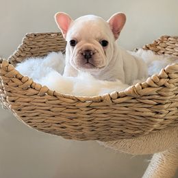 Dolly (Red collar) - Cream female French Bulldog puppy in Melba, Idaho from Frost's Frenchie's