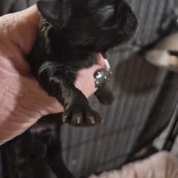 Girl 2 - Black female Shih Tzu puppy in Green Valley Lake, California from All American Shih Tzu Puppies