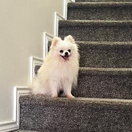 Sushi - Pomeranian