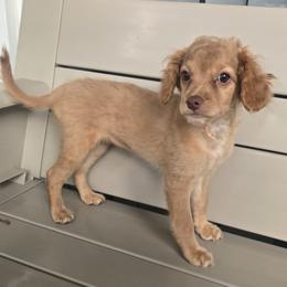 Remy - Apricot female Cavapoo puppy in Virginia Beach, Virginia from Jenn's Dog Boarding & Daycare