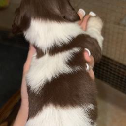 Buddy - Piebald male Dachshund puppy in Goldthwaite, Texas from Mini Mama Dachshunds
