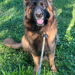 Misha - Black and red female German Shepherd puppy in Kansas, Ottawa, Kansas from Import German Shepherds of Kansas