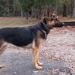 Trinity - German Shepherd