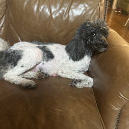 Whitney - Poodle