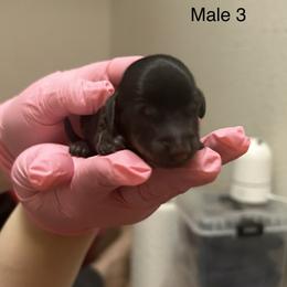 Dachshund Puppies from Justice League Dachshunds