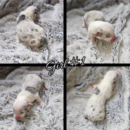 Girl 1 - Blue merle and white female American Corgi puppy in Natchitoches. La, Louisiana from Bleu Bayou Corgis