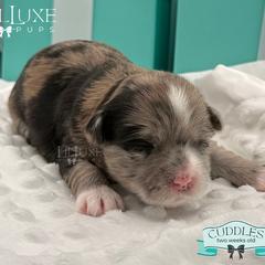 Morkie and Shorkie Puppies from Lil Luxe Pups