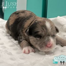 Morkie and Shorkie Puppies from Lil Luxe Pups