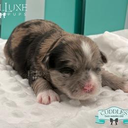 Morkie and Shorkie Puppies from Lil Luxe Pups