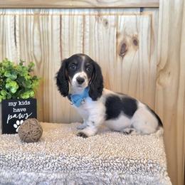 AKC Meet Chandler :) - Piebald male Dachshund puppy in Centerville, Iowa from Barnyard Dachshunds, Dals & Doodles