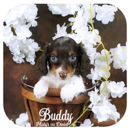 BUDDY - Reserved - Chocolate and tan male Dachshund puppy in Graceville, Florida from Misty's 101 Doxies