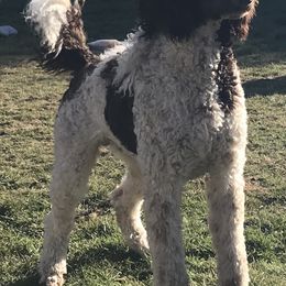 Poodles from Redhead