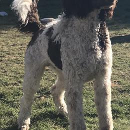 Poodles from Redhead