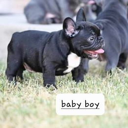 French Bulldog Puppies from Pet frenchies