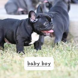 French Bulldog Puppies from Pet frenchies