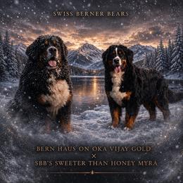 Bernese Mountain Dog puppies from Swiss Berner Bears