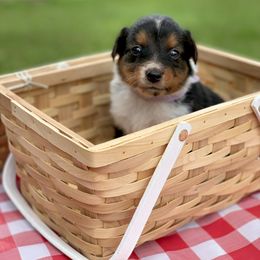 Border Collie and English Shepherd Puppies from Kefi Collie Co