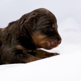 Charlotte - Red tri-color female Aussiedoodle puppy in Orleans, Indiana from Mae Blossom Puppies