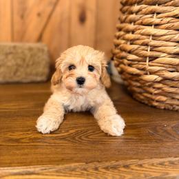 Lucky - Apricot male Cavapoo puppy in Moses Lake, Washington from The Cav Family