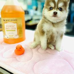Boy 3 - Red and white male Pomsky puppy in Yavapai County, Arizona from Pawsh Pomskies