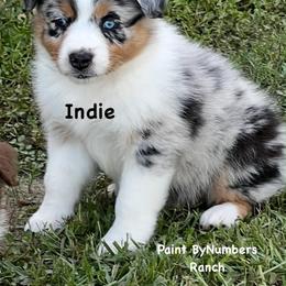 Indie - Blue merle female Australian Shepherd puppy in Magee, Mississippi from Paint ByNumbers Ranch