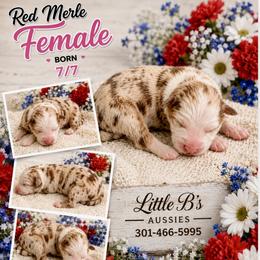 Red merle Bonnie - Red merle female Miniature Australian Shepherd puppy in Nashville, Tennessee from Little B’s Aussies