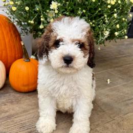 Boy 1 - Tri-color male Bernedoodle puppy in Russiaville, Indiana from Pleasant Creek Minibernedoodles