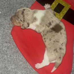 No name let owner name - Dapple male Dachshund puppy in Stilwell, Oklahoma from Hoop's Dachshund