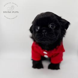 Donut - Black male Shih Tzu puppy in League City, Texas from Divine Pups
