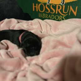 Pink Collar - Labrador Retriever puppy from Hossrun Labradors