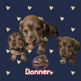 Donner - Wild boar male Dachshund puppy in Livingston, Kentucky from Illyria Dox & GSD