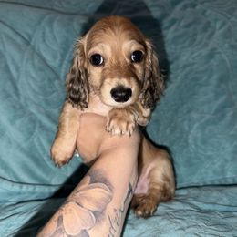 Biscuit - Dapple male Dachshund puppy in Crawfordsville, Indiana from KCM Doxies