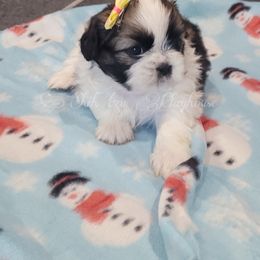 Shih Tzu Puppies from Shih Tzu Playhouse