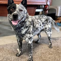 Doc - Australian Cattle Dog