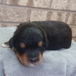Mack Maroon - Phantom male Bernedoodle puppy in Delphos, Ohio from Route 66 Poodles & Doodles, Sapphire Shih-tzu's of Ohio