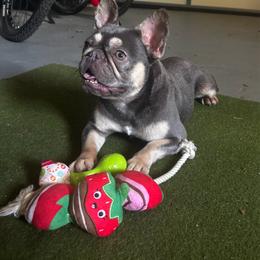 French Bulldog puppies from Raydiant Bullies