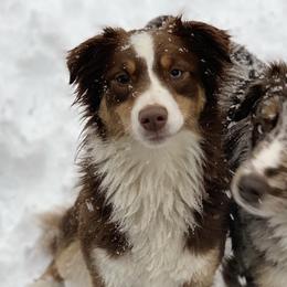 Ally - Miniature American Shepherd