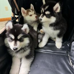 Pomsky and Siberian Husky Puppies from Hemlock Pines Pomsky