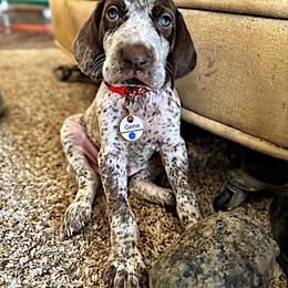 Gene - German Shorthaired Pointer puppy from GSP Pointer Family