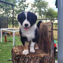 Penguin - Tri-color male Border Collie puppy in Morgan, Texas from Shooting Star Ranch