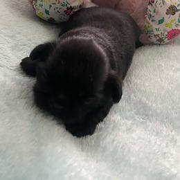 Bruno - Black male Shih Tzu puppy in Wyoming, Michigan from Shih Tzu Shenanigans