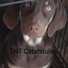BB - Red Catahoula Leopard Dog puppy in Pavillion, Wyoming from TNT Catahoulas