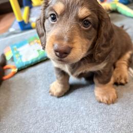Cinch-AKC Limited Reg - Chocolate and tan male Dachshund puppy in Caulfield, Missouri from Hocomo Hollow Doxies