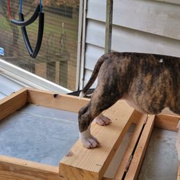 American Staffordshire Terrier Puppies from Kayo Kennel