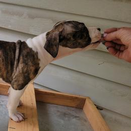 American Staffordshire Terrier Puppies from Kayo Kennel