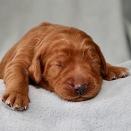 Brooke - Red female Australian Labradoodle puppy in Stanwood, Washington from Victoria Creek Australian Labradoodles