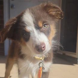 Benedict - Red tri male Toy Australian Shepherd puppy in Bethany, Oklahoma from Donna's Toy & Mini Aussies
