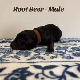 Root Beer - Black and red male German Shepherd puppy in Coplay, Pennsylvania from By My Side Germans Shepherds & Dobermans